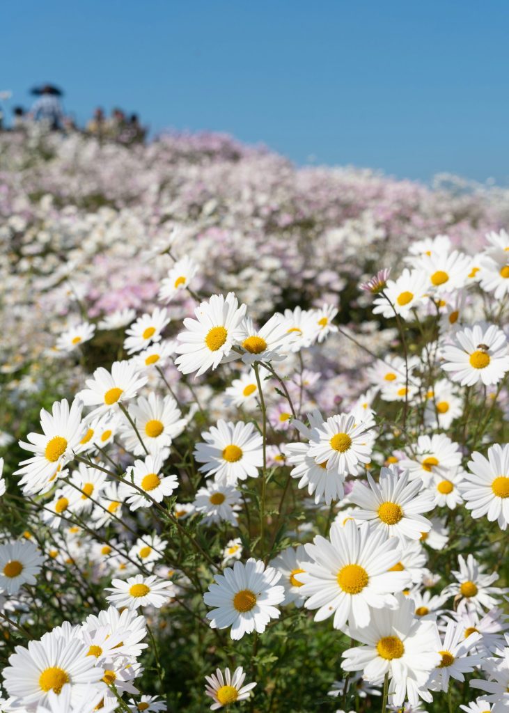 a field full of white and yellow flowers