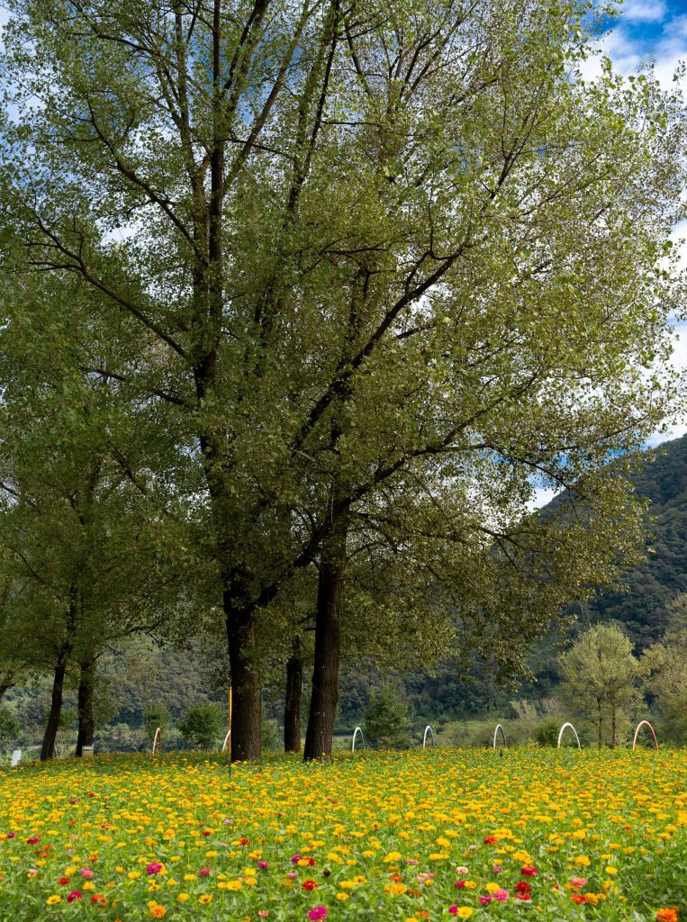 a field of flowers and trees with mountains in the background