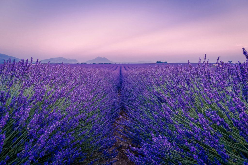 purple flower field under white sky during daytime